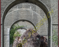 1-13JUIN 0364